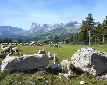 PXL002 Moutons et Pic de Bure